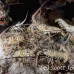 lobster_spiny_caribbean_rgi_wc_h_0582_tci2411.jpg